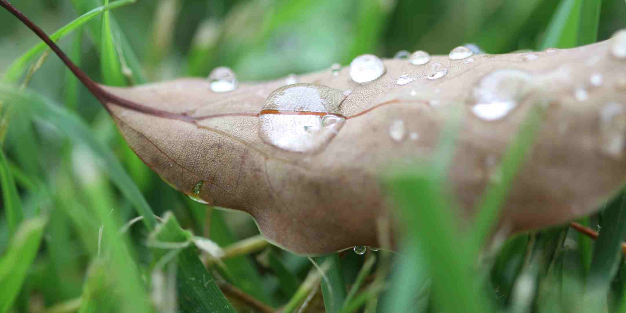 drought-proof-your-garden