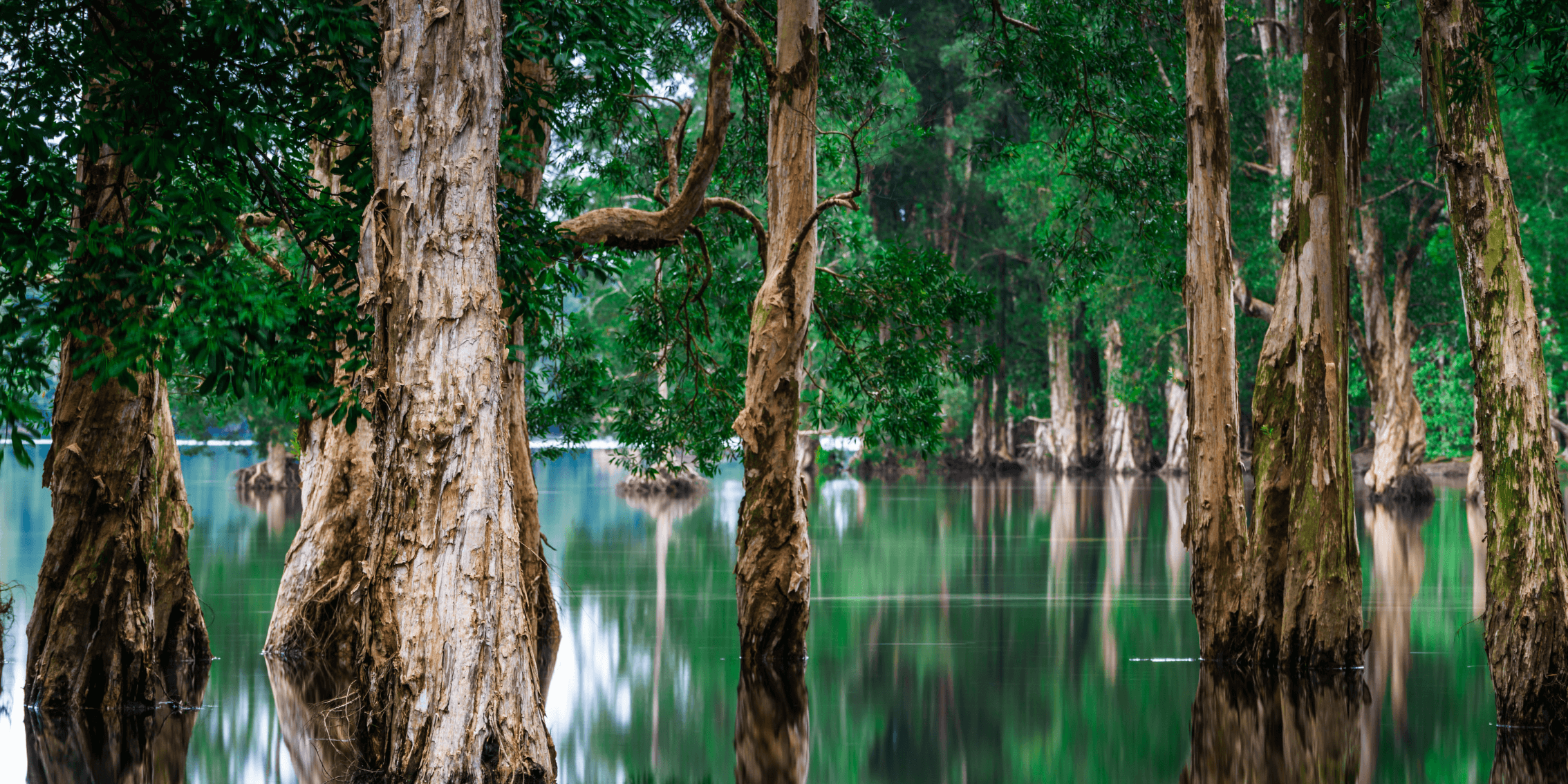 flood-resilient-landscaping